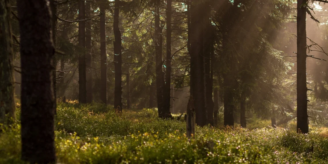 Bereken jouw impact met de FSC-Bosberekentool