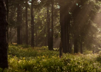 Bereken jouw impact met de FSC-Bosberekentool