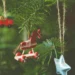 kerstbomen