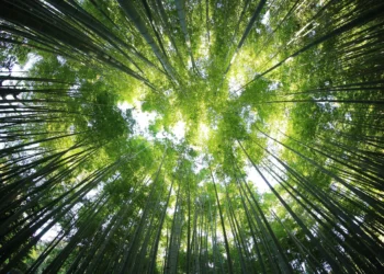 Built by Nature Prize 2025