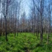 Homogene bossen