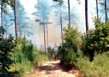 regenwoudverlies